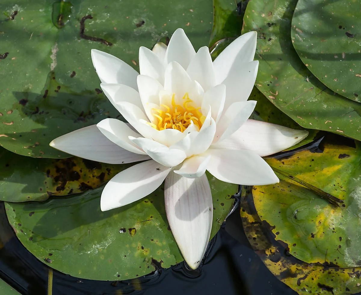 Water Lily Questions & Answers