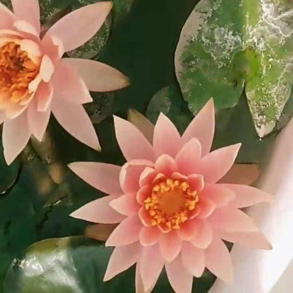HOW CAN WE GROW THE PLANTS