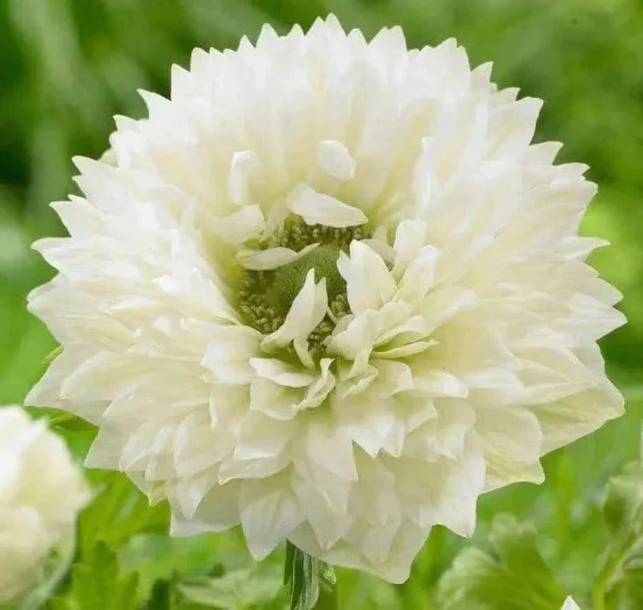 Buy Anemone Flower bulb (set of 4) Questions & Answers