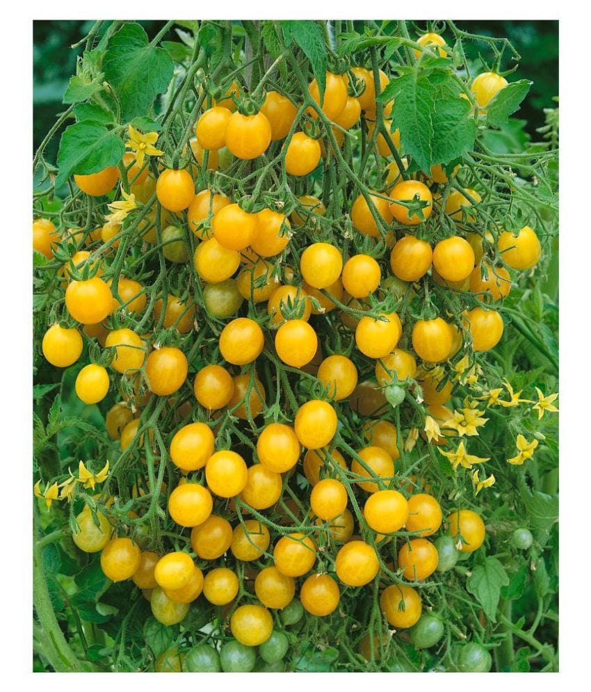 Can we eat these tomatoes?