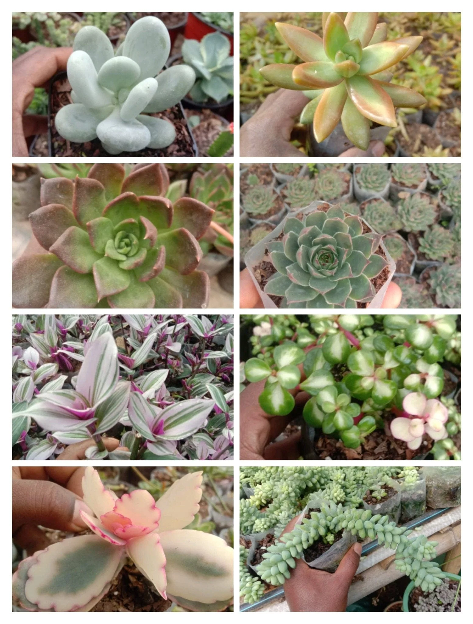 The plants will come potted or bare rooted?